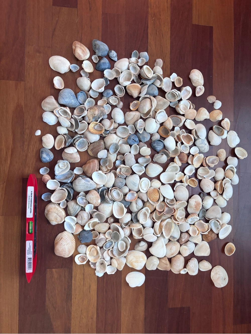 4 lbs Natural Mixed Seashell Collection - Neutral Tones home decor - Picture 2 of 8